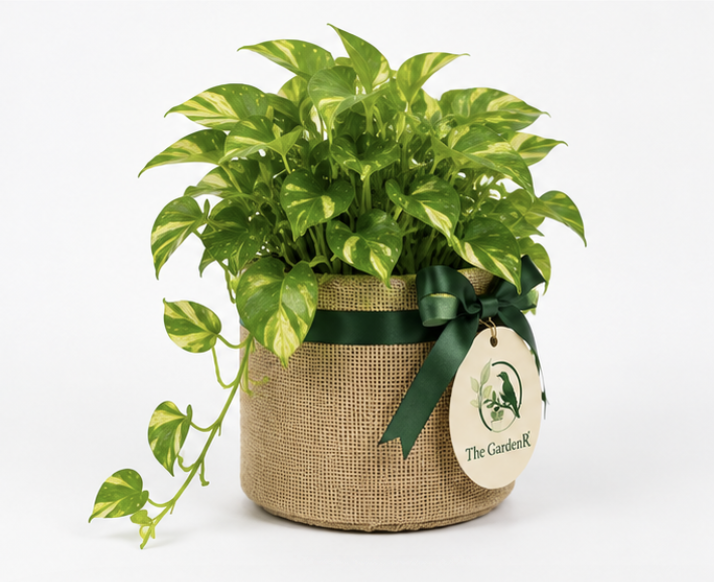 Money Plant (Golden Pothos)